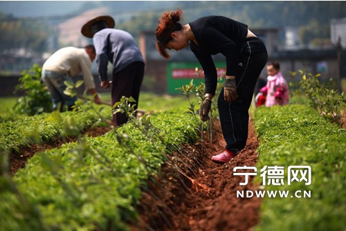 4月10日,柘荣东源乡西宅村太子参田间,参农在套种桂花树