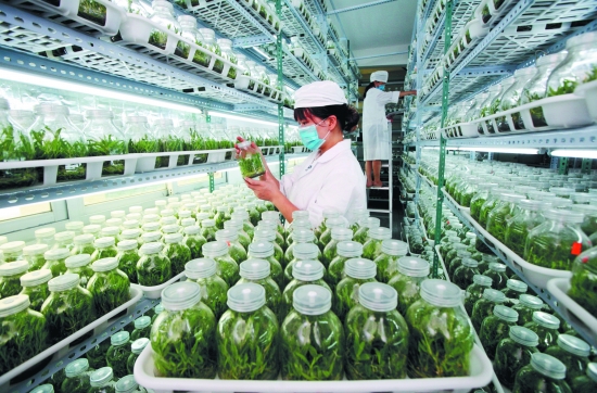 福建晋江：珍贵药用花卉铁皮石斛实现产业化育苗