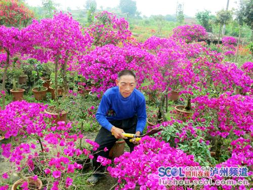 陈正云在修剪三角梅