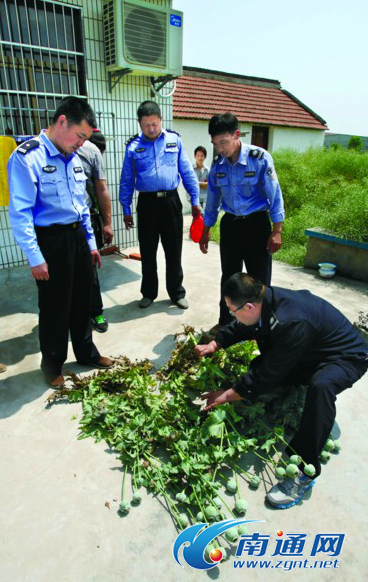 江苏：南通严查非法种植毒品原植物 铲除罂粟5982株