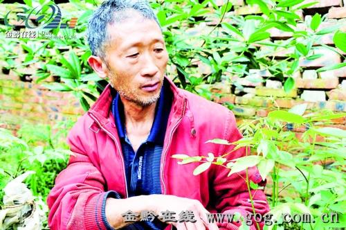 潘启坤在苗圃查看青钱柳幼苗长势