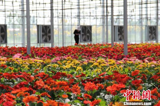 盆栽非洲菊入驻新疆昌吉国家农业科技园区