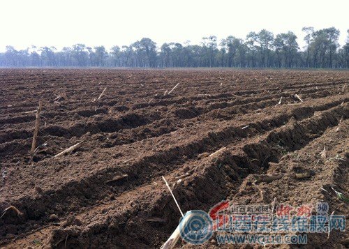 陕西:忻州5千亩国家公益林被毁 市里叫停乡里不买账