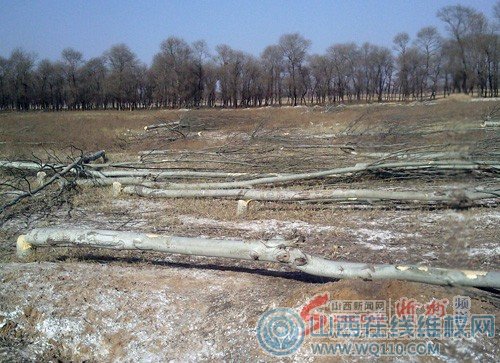 陕西:忻州5千亩国家公益林被毁 市里叫停乡里不买账