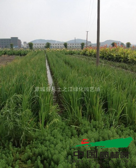 之江园林苗圃基地