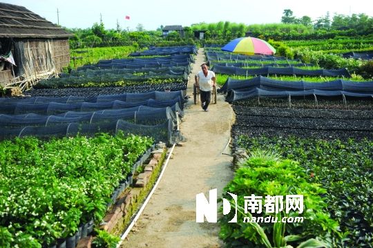 业内人士称,横栏缺少一个大品牌企业引领花木产业走上更高、更广泛的平台。