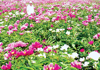 黑龙江：宾县毛家花卉基地 打造全省最大芍药花基地之一