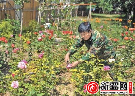 张香小心翼翼地剪下前几天被风雨打伤的花朵,不久后,剪过的枝头将盛开新花