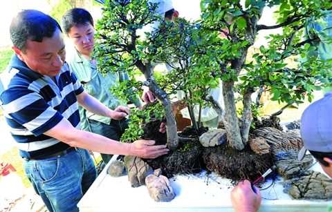 江苏:扬州盆景大师留园传艺