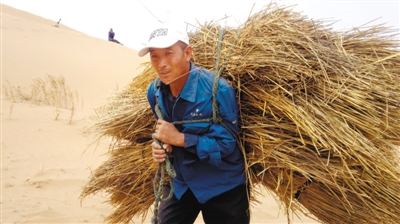 汪建雄将40余公斤重的麦草背上几十米高的沙丘