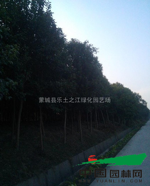 之江园林苗圃基地