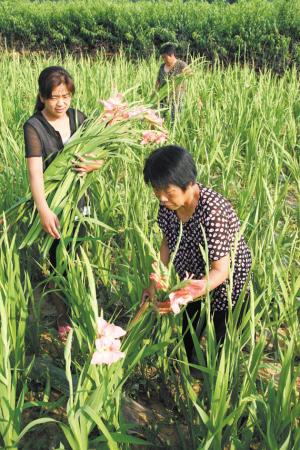 河北:剑兰花5毛钱一枝卖不出去 只能把花喂牛