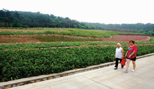 青岛双山北麓建“植物世界”，梯田花海引来附近居民提前观赏。