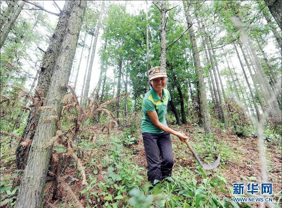 云南：丘北县山村绿化女状元为荒山披上绿装