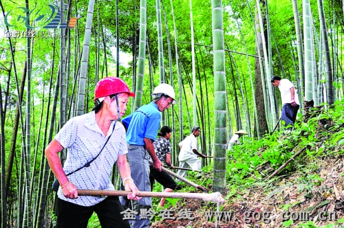 五星村楠竹专业合作社社员正抚育楠竹林