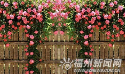 玫瑰园效果图
