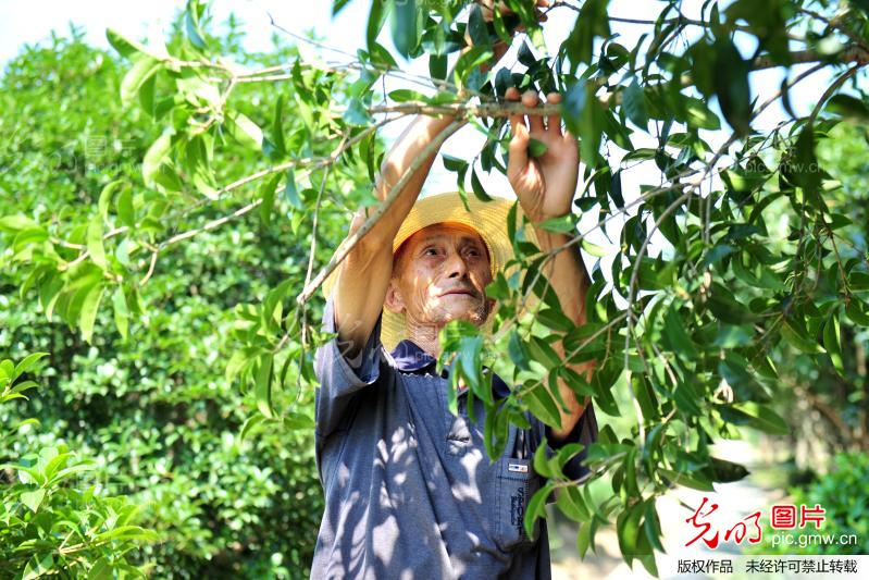 2013年7月10日，湖北宜昌市夷陵区黄花镇军田坝村村民在苗木基地检查有无虫害感染。