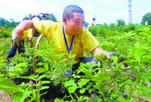 花农韩廷广在比赛中