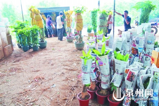 花卉的运输比其他商品困难许多，因此物流成为花农担心的一大问题。