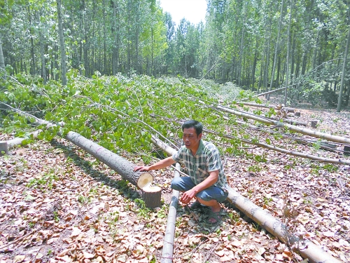 河南安阳:村民未与煤矿达成协议 所种200多棵树遭强砍