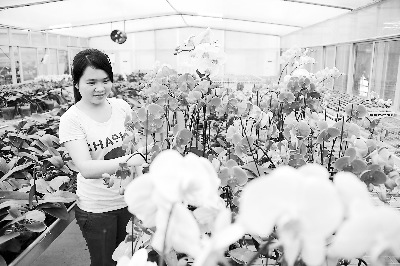 台企漳州钜宝生物科技有限公司员工正在装饰蝴蝶兰准备外运。