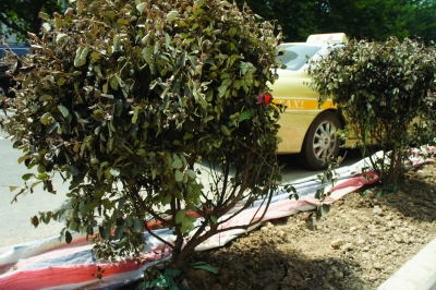 南京：高温不适合移栽植物 新栽种灌木全部枯黄