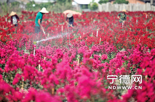 花间，花农们正进行除草、喷灌作业。