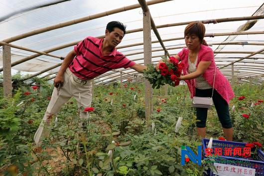 滑县焦虎乡桑科营村花卉种植园内，花农李正义正在与鲜花超市的店员采摘红玫瑰