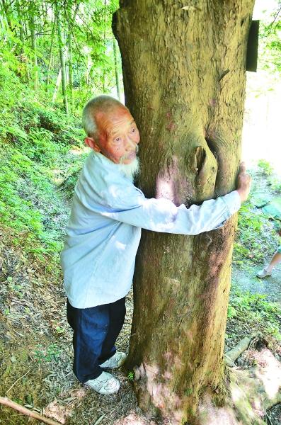 合肥:九旬老人守护千棵红豆杉70载