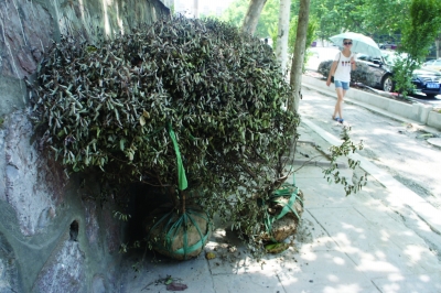 南京：高温不适合移栽植物 新栽种灌木全部枯黄