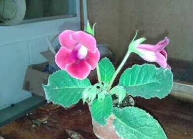 林元剑的花卉培育基地