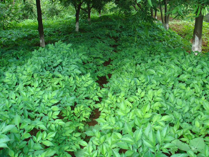 魔芋林下种植