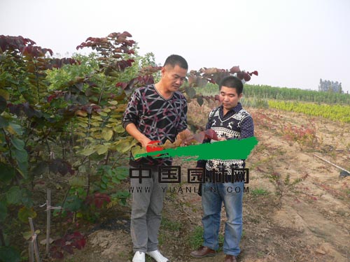 马军(左)正在向客户介绍加拿大红叶紫荆