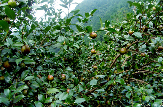 油茶林