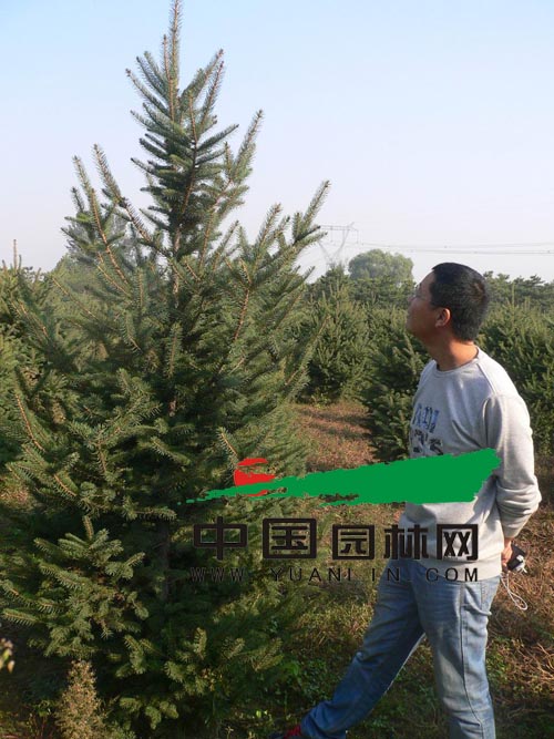 冀伟在苗圃里查看苗木长势
