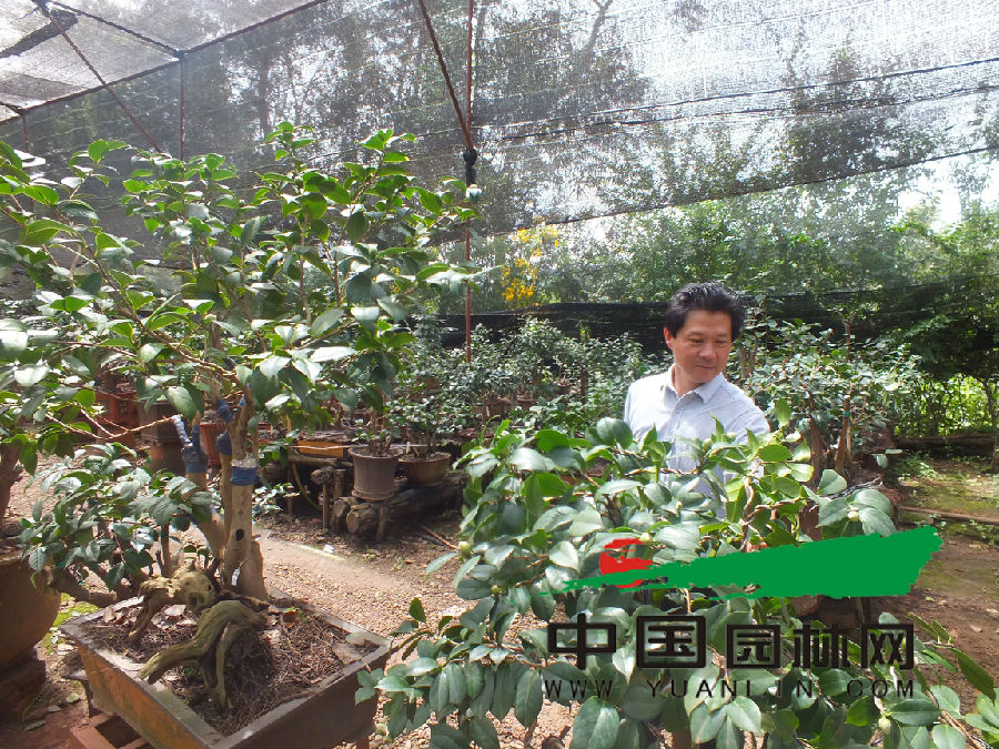 公司常务副总经理周明在介绍茶花盆景的制作技艺