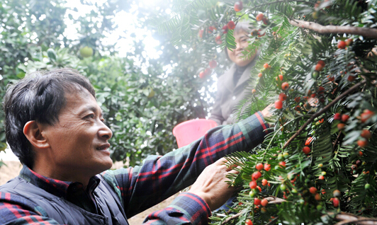 宁都县会同乡红豆杉种植基地里工人们正在采摘红豆杉果