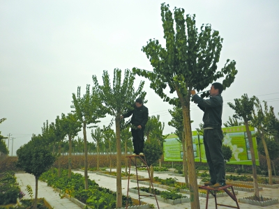 河北:邱县高档苗木 能入药能观赏
