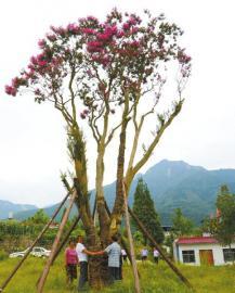 紫薇树开花（资料图）