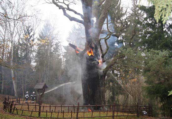 波兰古树遭人纵火