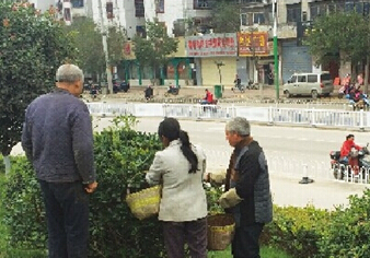 采摘种子的大爷大妈