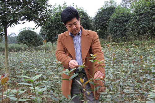 精品桂花苗圃