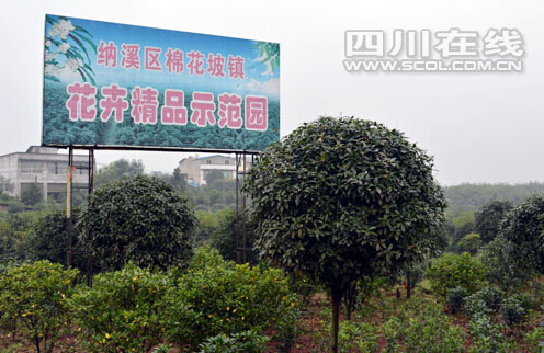泸州纳溪珍稀苗木产业助农增收