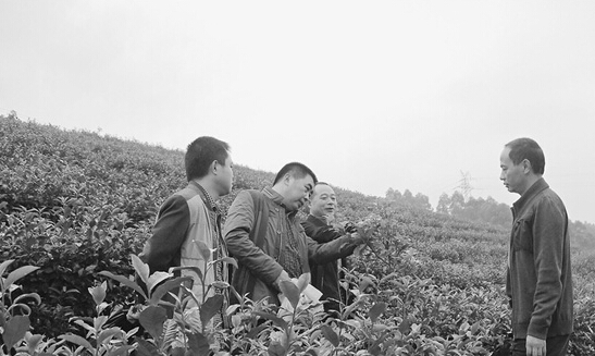 造林绿化人员进行林茶套种实地调查