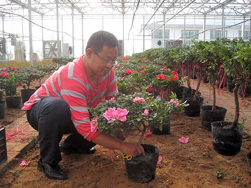 11月10日该合作社工作人员林有森正在为定好型的杜鹃花松绳