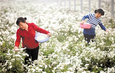 永清县胜利新村村民在采摘河北香菊