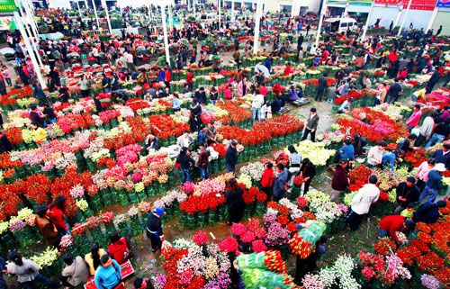 花农电商卖花年销售百万元