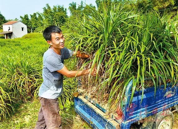 安塘街道塱塘村小李正在给观赏植物“龙铁”上盆，准备运往广州花卉市场。