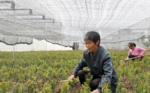 村民在林下种植红豆杉