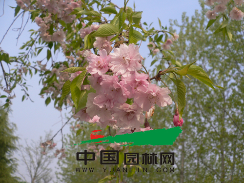 垂枝樱的花